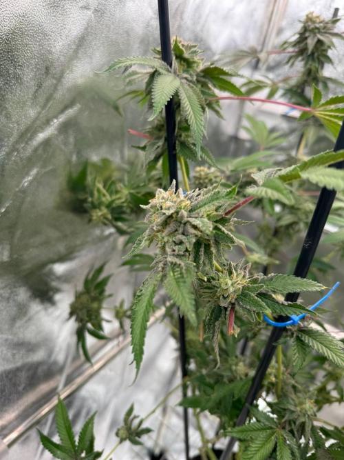 Peanut Butter Lime REG. Week 19