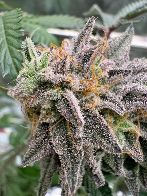 Peanut Butter Lime REG. Week 19