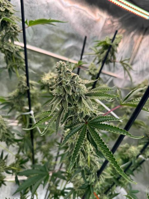 Key Lime Guava REG. Week 19