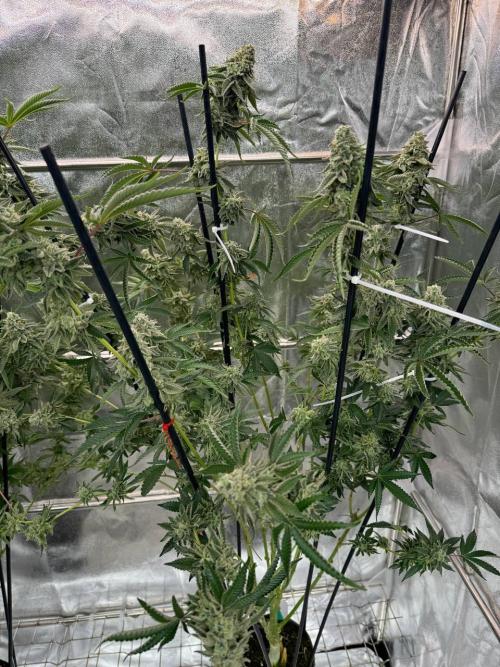 Key Lime Guava REG. Week 19