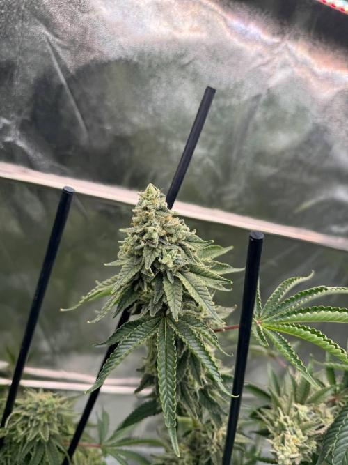 Key Lime Guava REG. Week 19