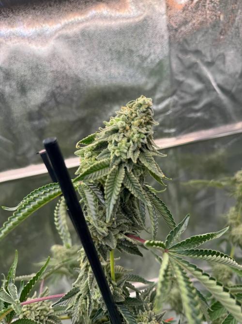 Key Lime Guava REG. Week 19