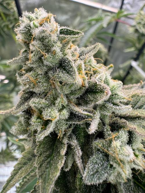 Key Lime Guava REG. Week 19