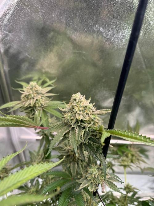 Key Lime Guava REG. Week 19