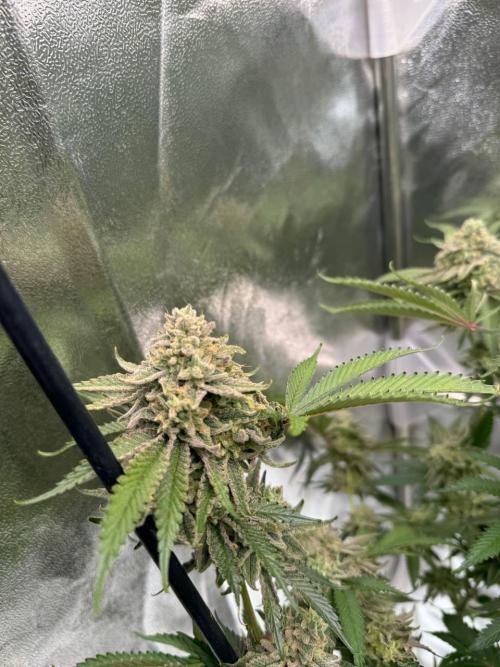 Key Lime Guava REG. Week 19