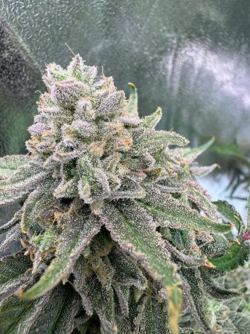 Key Lime Guava REG. Week 19