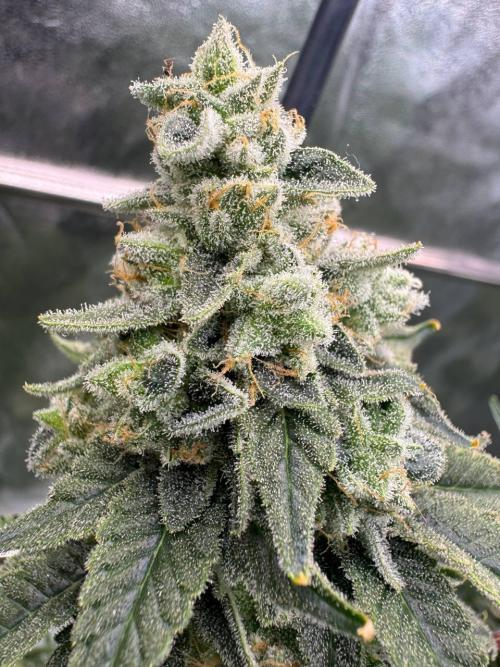 Key Lime Guava REG. Week 19