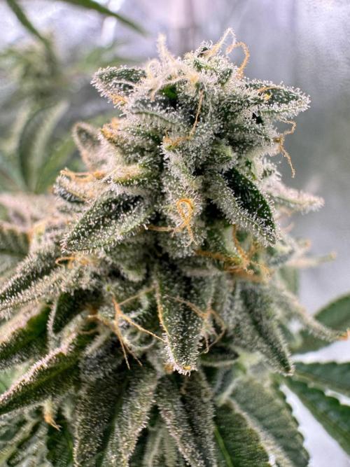 Key Lime Guava REG. Week 19