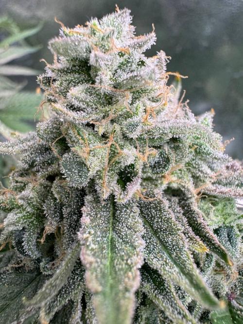 Key Lime Guava REG. Week 19