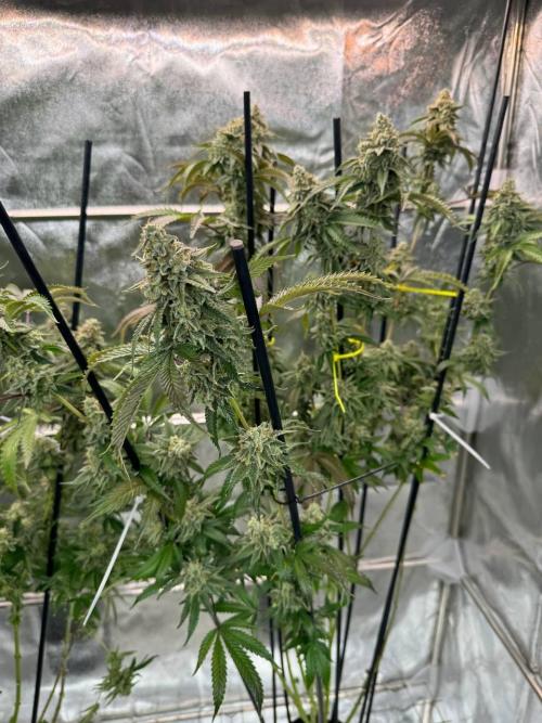 Rainbow Guava #5 x TMZ. Week 19