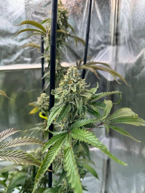 Rainbow Guava #5 x TMZ. Week 19