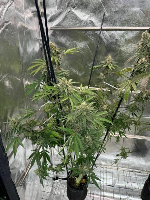 Rainbow Guava #5 x TMZ. Week 19