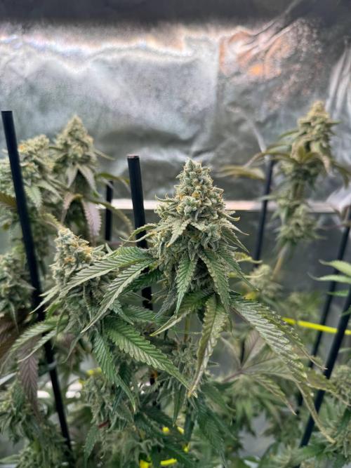 Rainbow Guava #5 x TMZ. Week 19