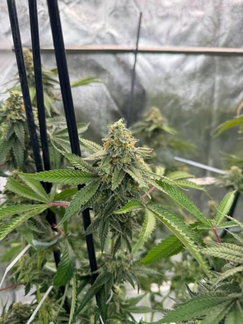 Rainbow Guava #5 x TMZ. Week 19