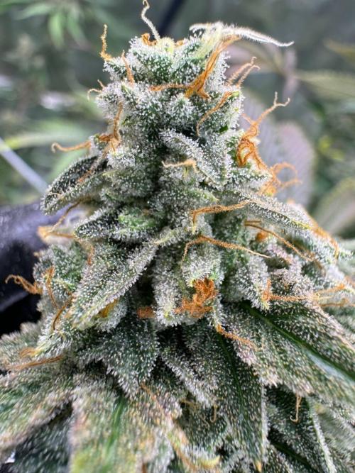 Rainbow Guava #5 x TMZ. Week 19