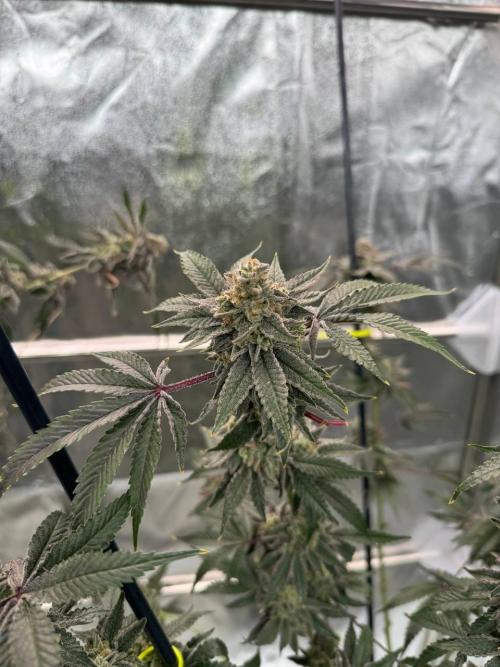 Slime'z REG. Week 19