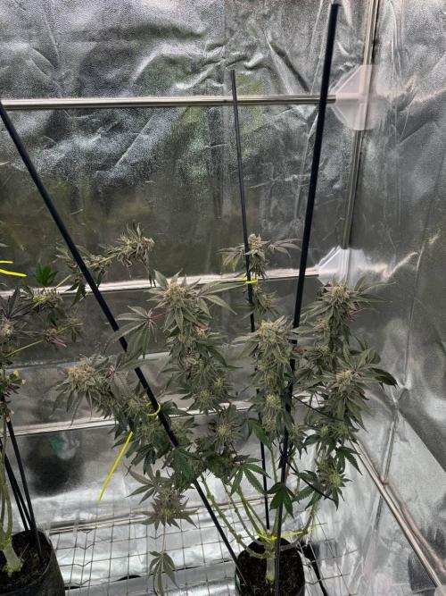 Slime'z REG. Week 19