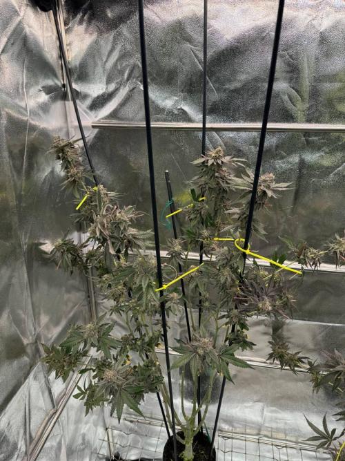 Slime'z REG. Week 19