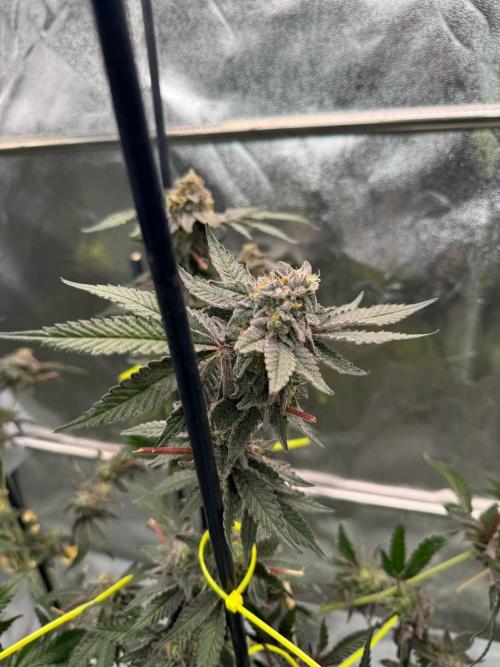 Slime'z REG. Week 19