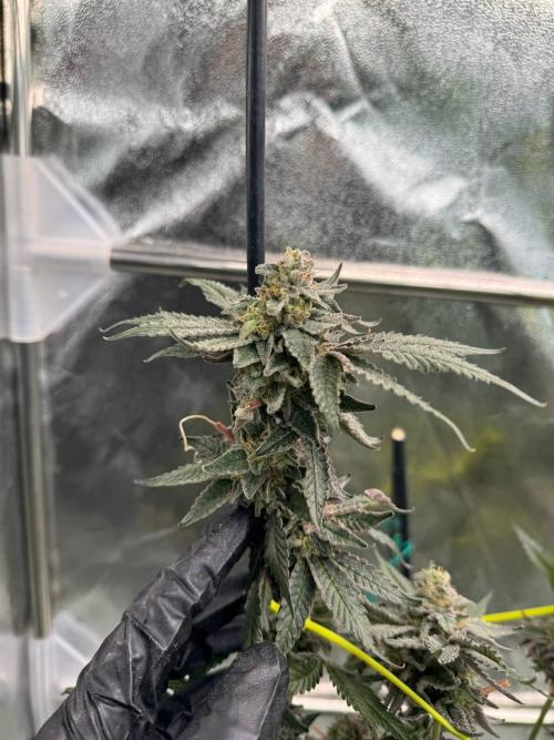 Slime'z REG. Week 19