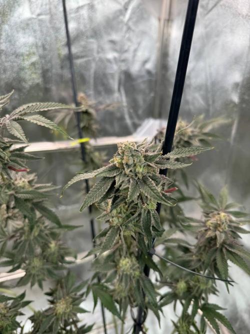 Slime'z REG. Week 19