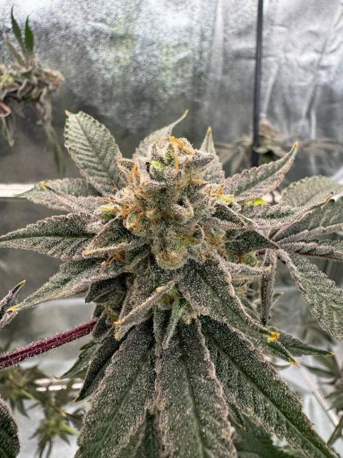 Slime'z REG. Week 19