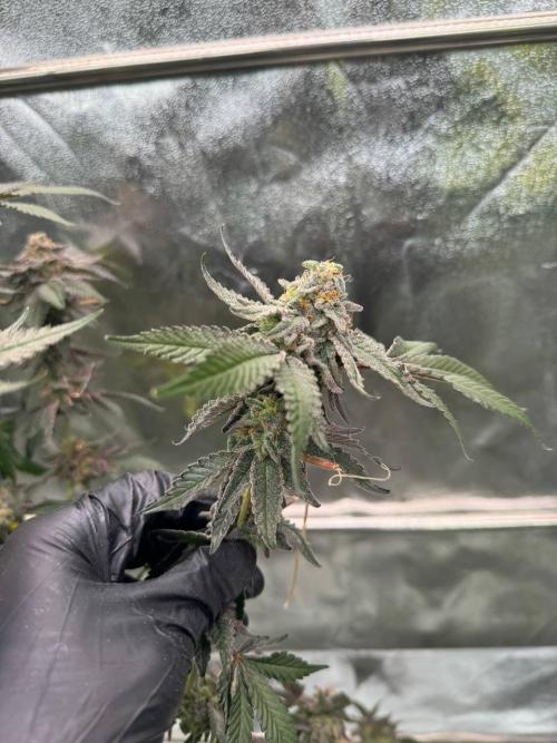 Slime'z REG. Week 19