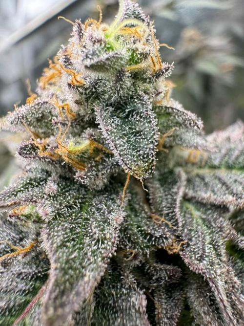 Slime'z REG. Week 19