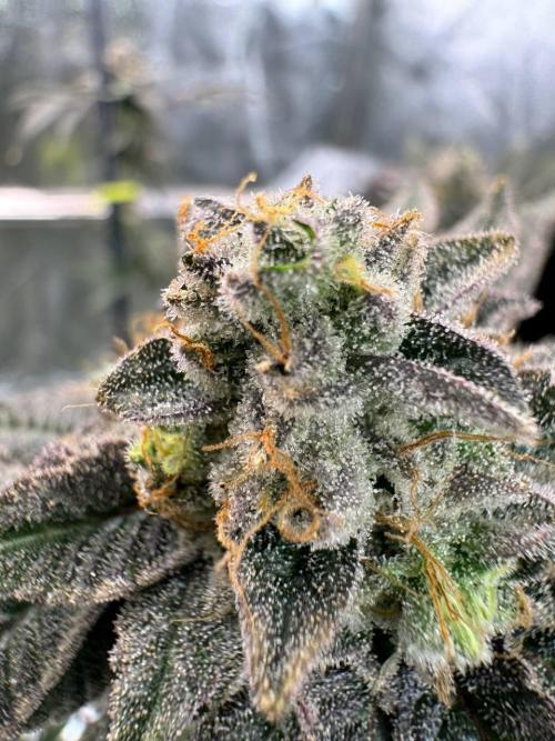 Slime'z REG. Week 19