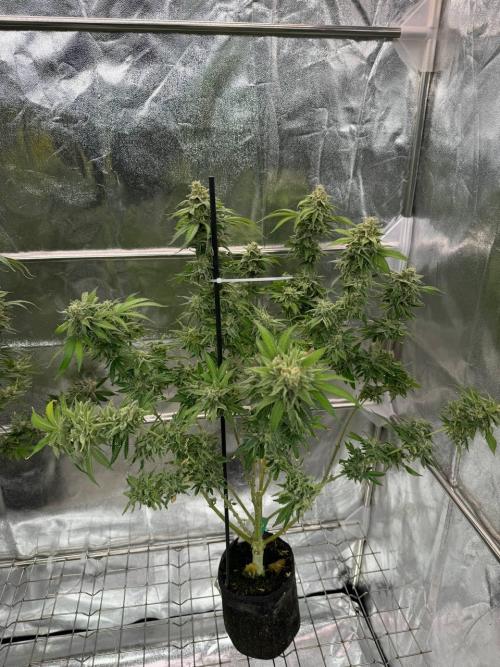 Too Much Papaya REG. Week 19