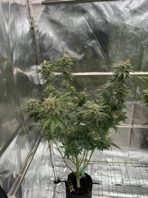 Too Much Papaya REG. Week 19