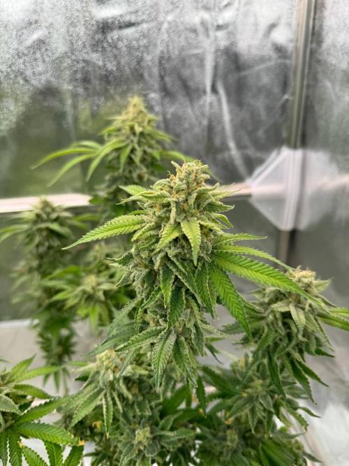 Too Much Papaya REG. Week 19