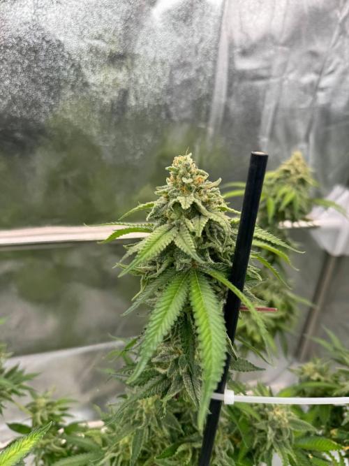 Too Much Papaya REG. Week 19