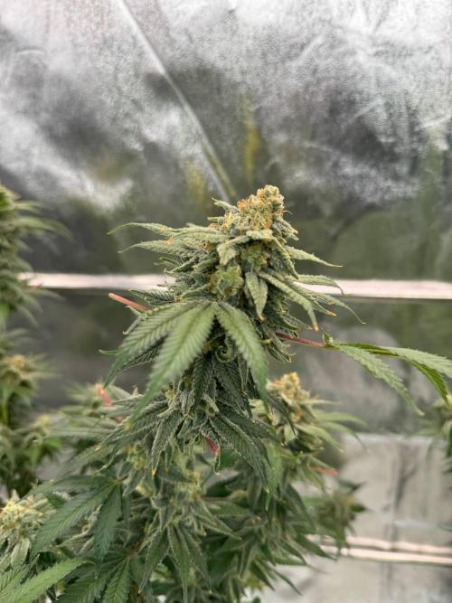 Too Much Papaya REG. Week 19