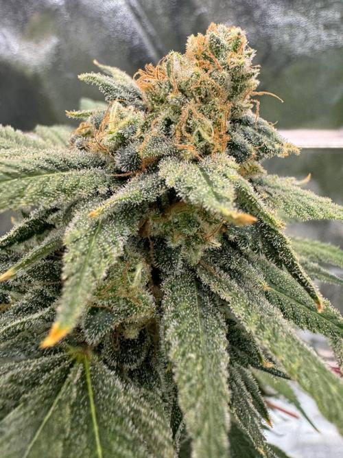 Too Much Papaya REG. Week 19