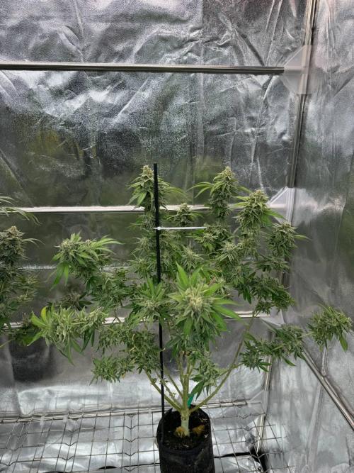 Too Much Papaya REG. Week 19