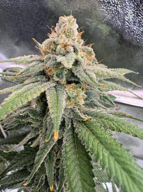 Too Much Papaya REG. Week 19