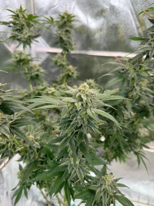 Too Much Papaya REG. Week 19