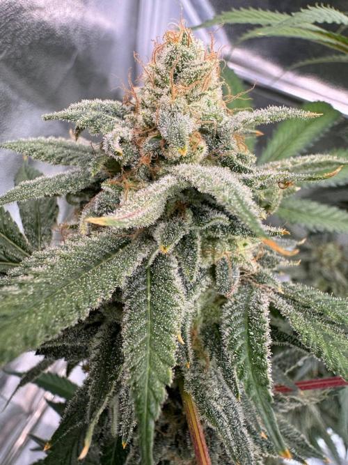 Too Much Papaya REG. Week 19