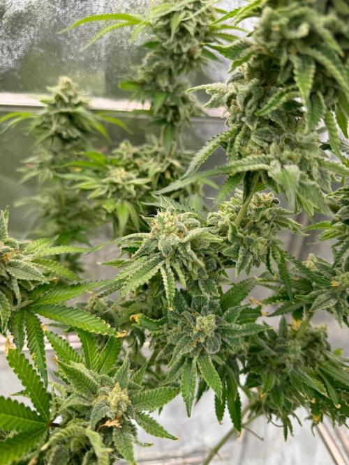 Too Much Papaya REG. Week 19