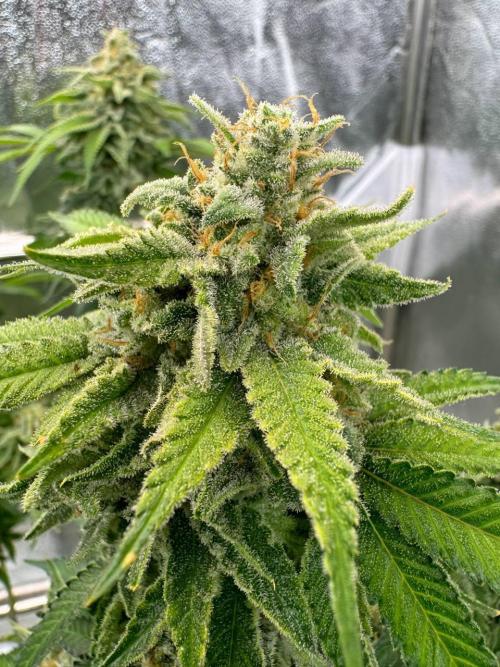 Too Much Papaya REG. Week 19