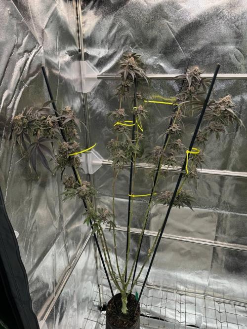 Blue Nerds x TMZ. Week 19