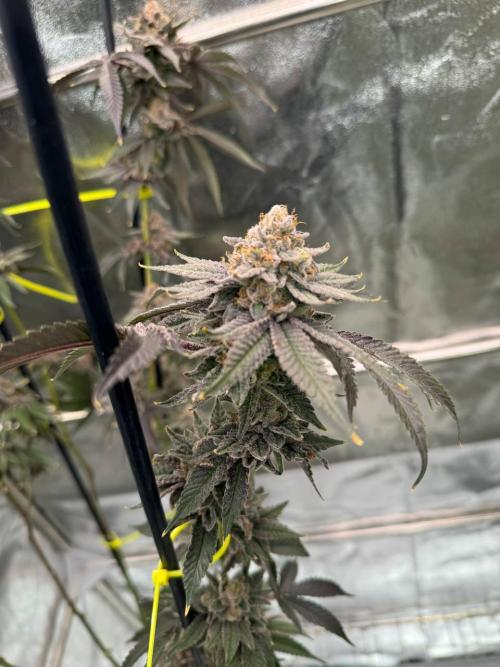 Blue Nerds x TMZ. Week 19