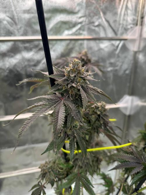 Blue Nerds x TMZ. Week 19