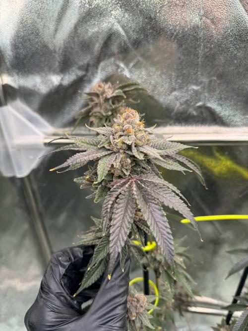 Blue Nerds x TMZ. Week 19