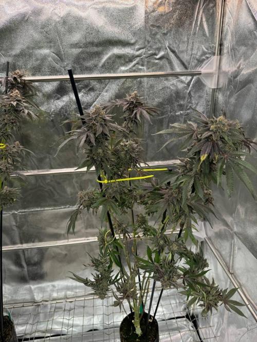 Blue Nerds x TMZ. Week 19