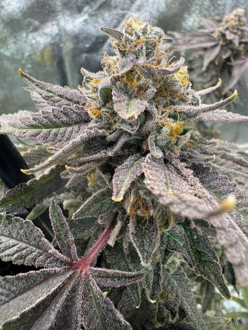 Blue Nerds x TMZ. Week 19