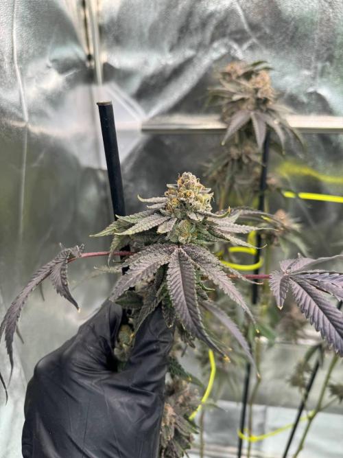 Blue Nerds x TMZ. Week 19