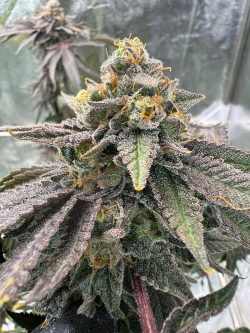 Blue Nerds x TMZ. Week 19