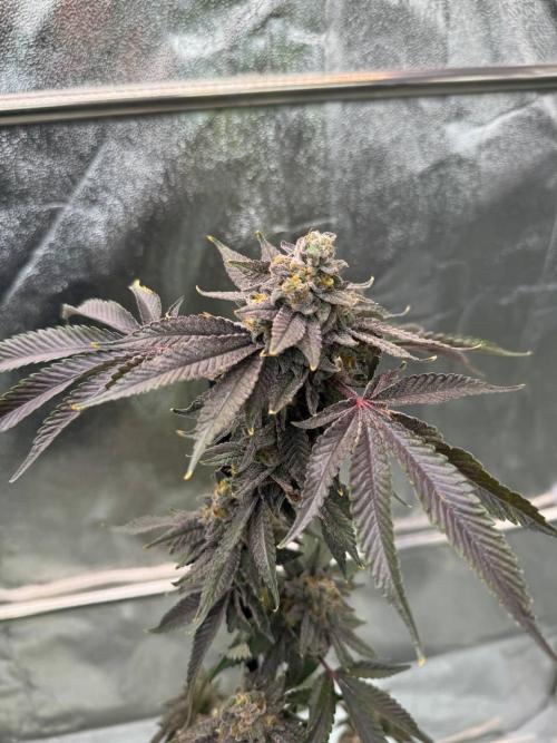 Blue Nerds x TMZ. Week 19